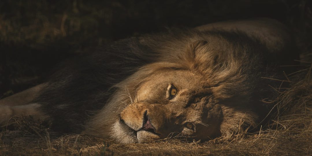 Lucha contra el comercio ilegal: Ficohsa y United for Wildlife