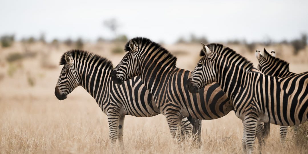 Lucha contra el comercio ilegal: Ficohsa y United for Wildlife